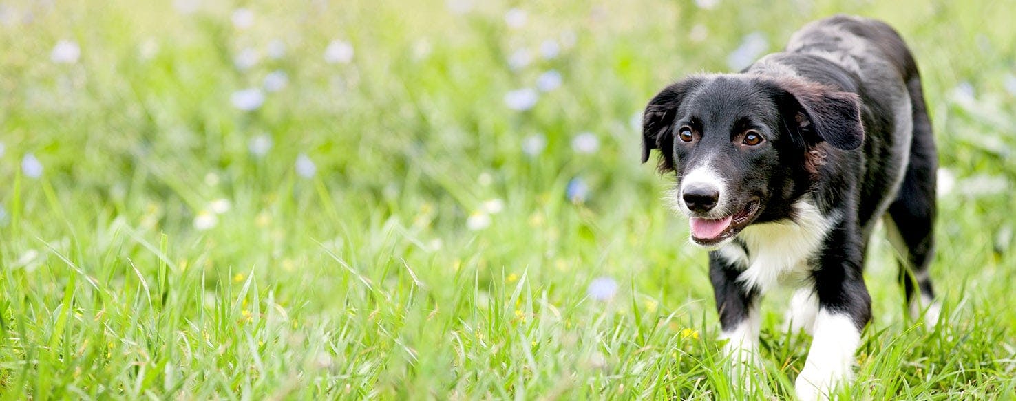 Dog Names Meaning Sly Popular Male And Female Names Wag 